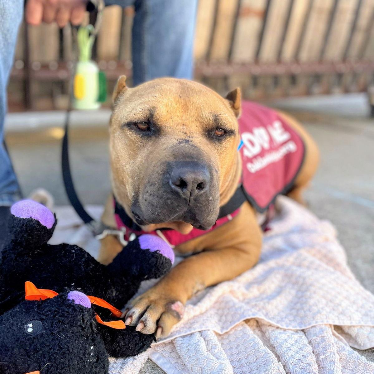 Cappy, Adoptable, Senior Male Shar-Pei.