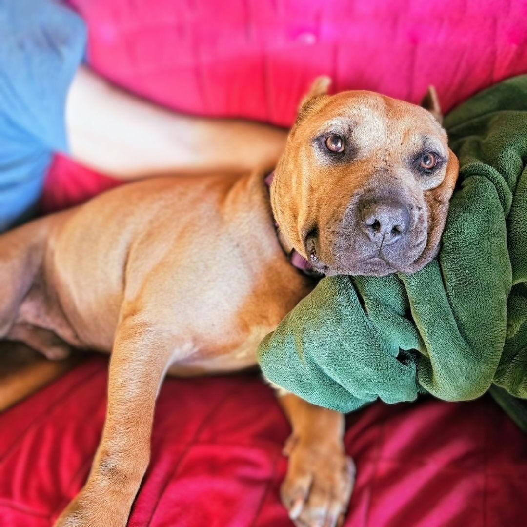 Cappy, a Adoptable Shar-Pei in Oakland, CA image 2/3