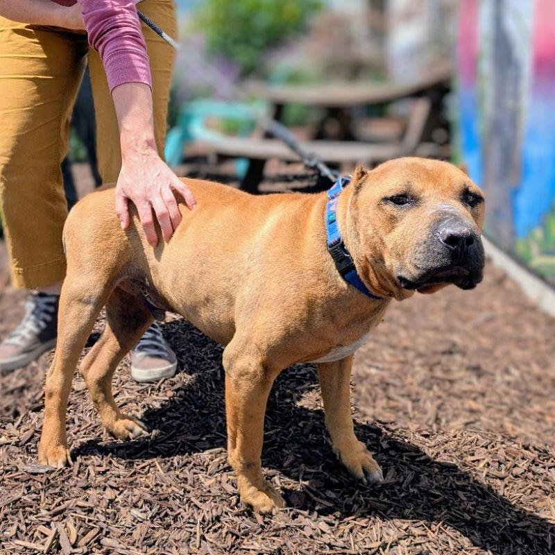 Cappy, a Adoptable Shar-Pei in Oakland, CA image 3/3