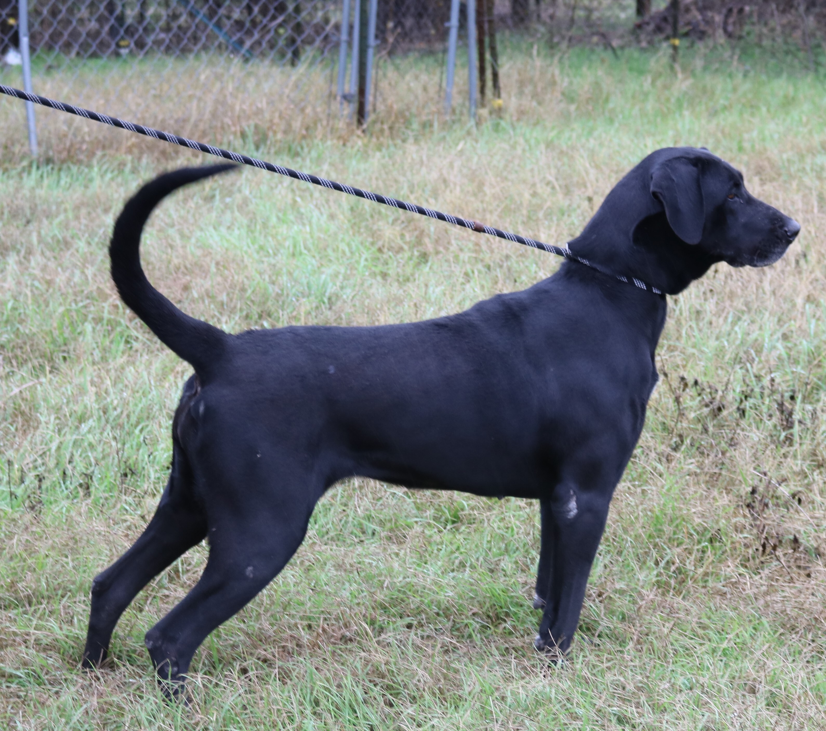 Enlarge Reesaw, a Adoptable mixed breed in Bandera, TX image 1/8