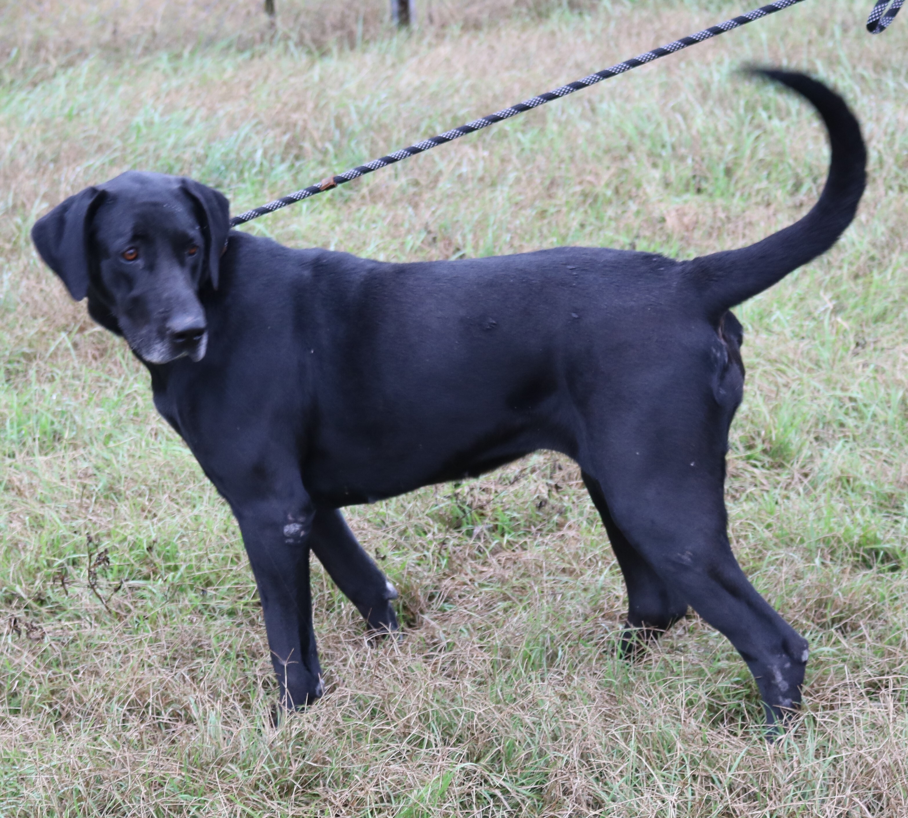 Enlarge Reesaw, a Adoptable mixed breed in Bandera, TX image 2/8