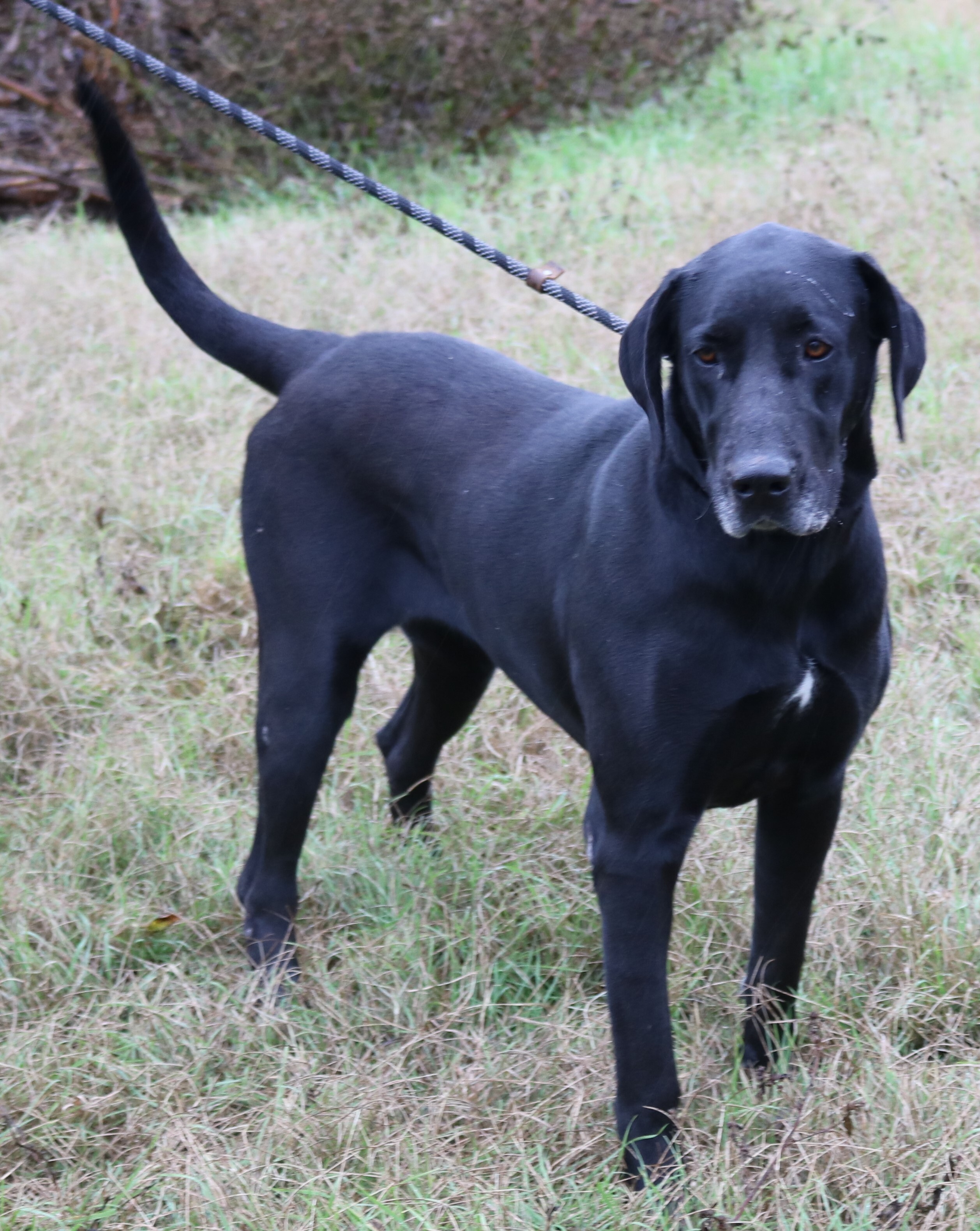 Enlarge Reesaw, a Adoptable mixed breed in Bandera, TX image 3/8