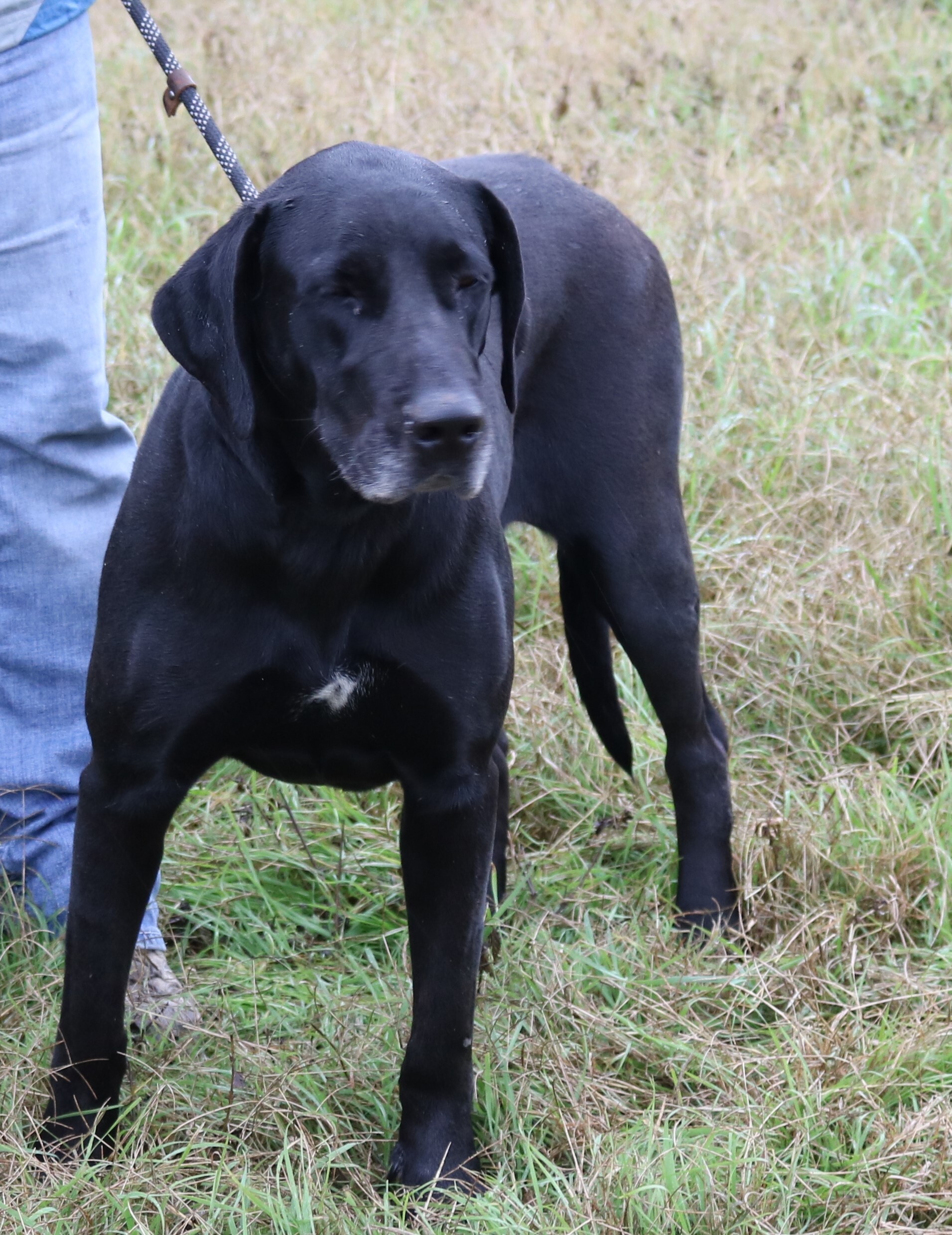 Enlarge Reesaw, a Adoptable mixed breed in Bandera, TX image 4/8