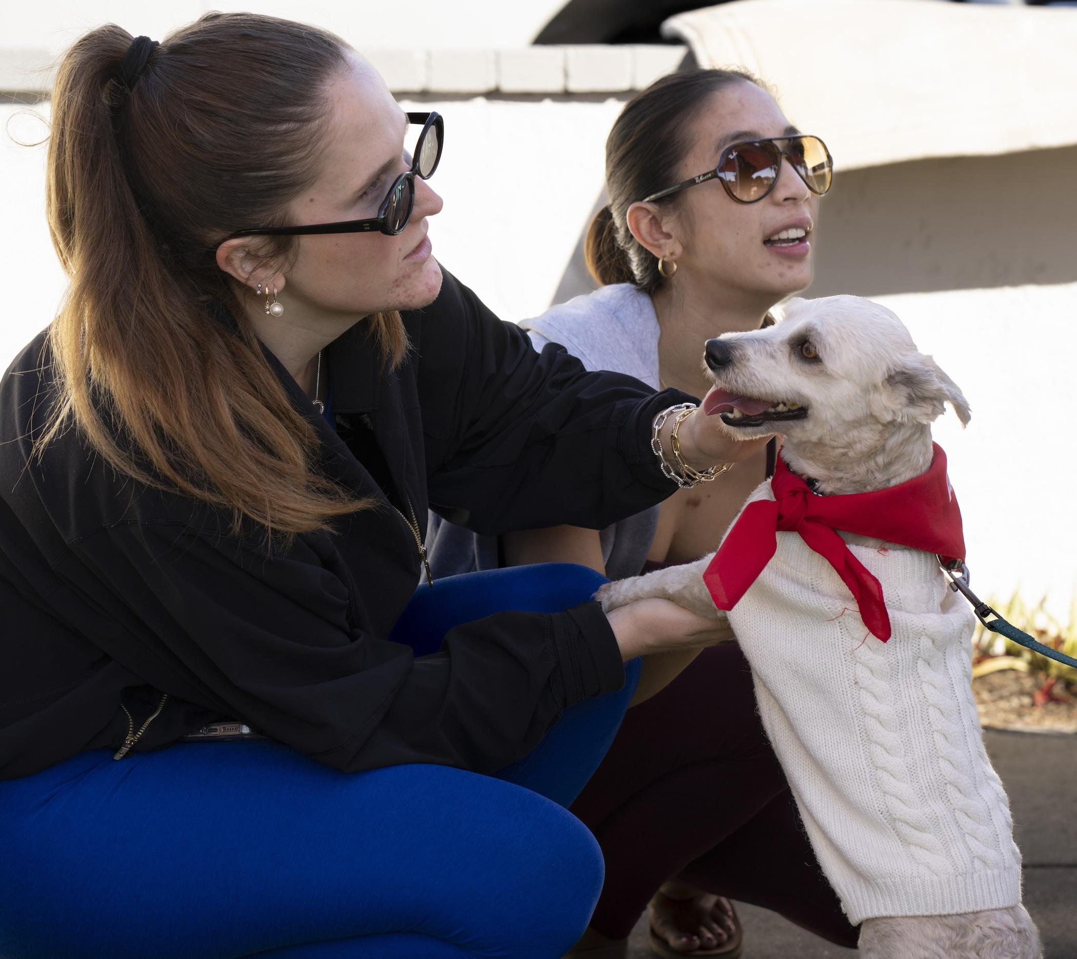 Romeo, an adoption pending mixed breed in Los Angeles, CA image 1/5