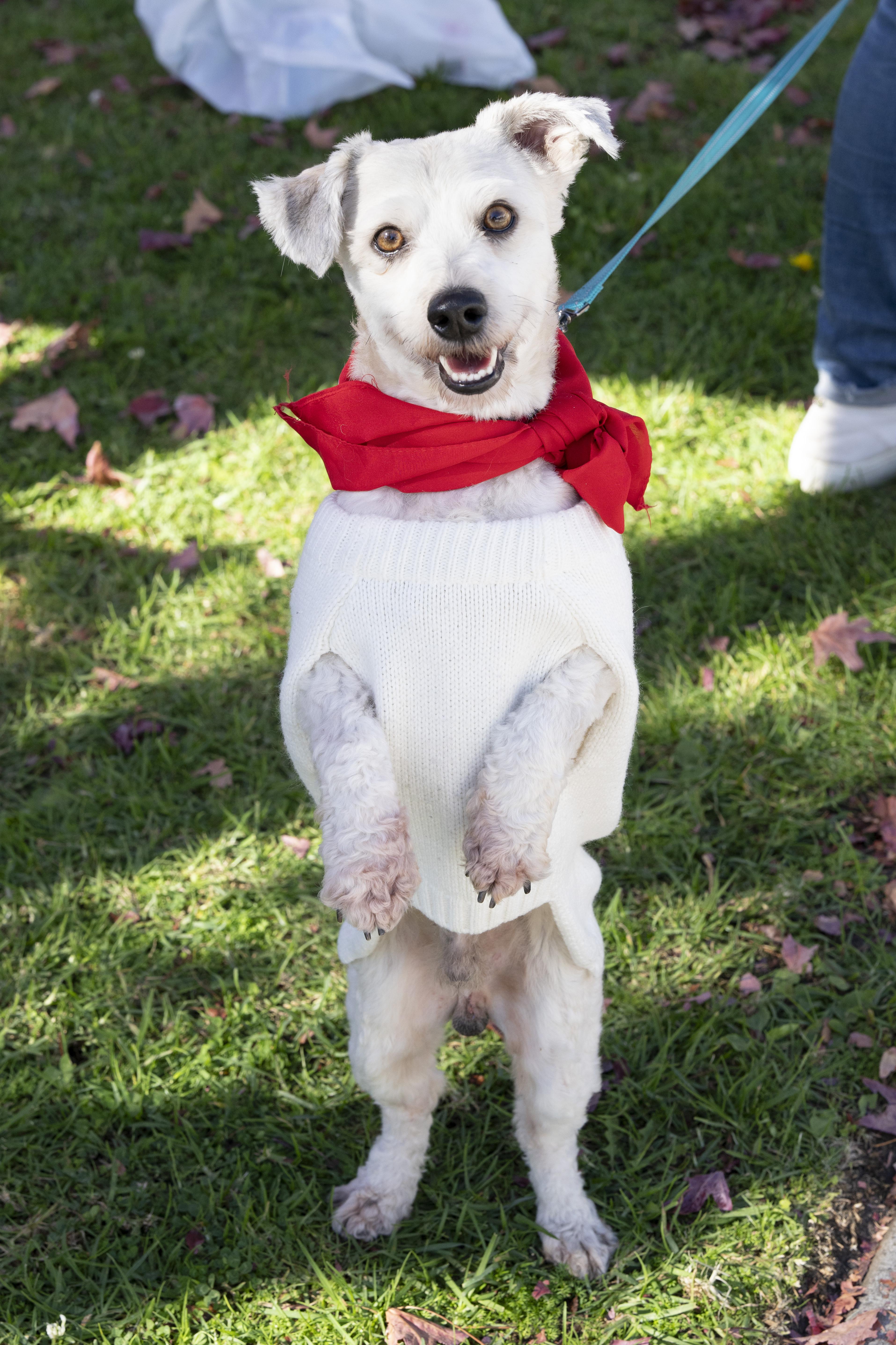 Romeo, an adoption pending mixed breed in Los Angeles, CA image 3/5