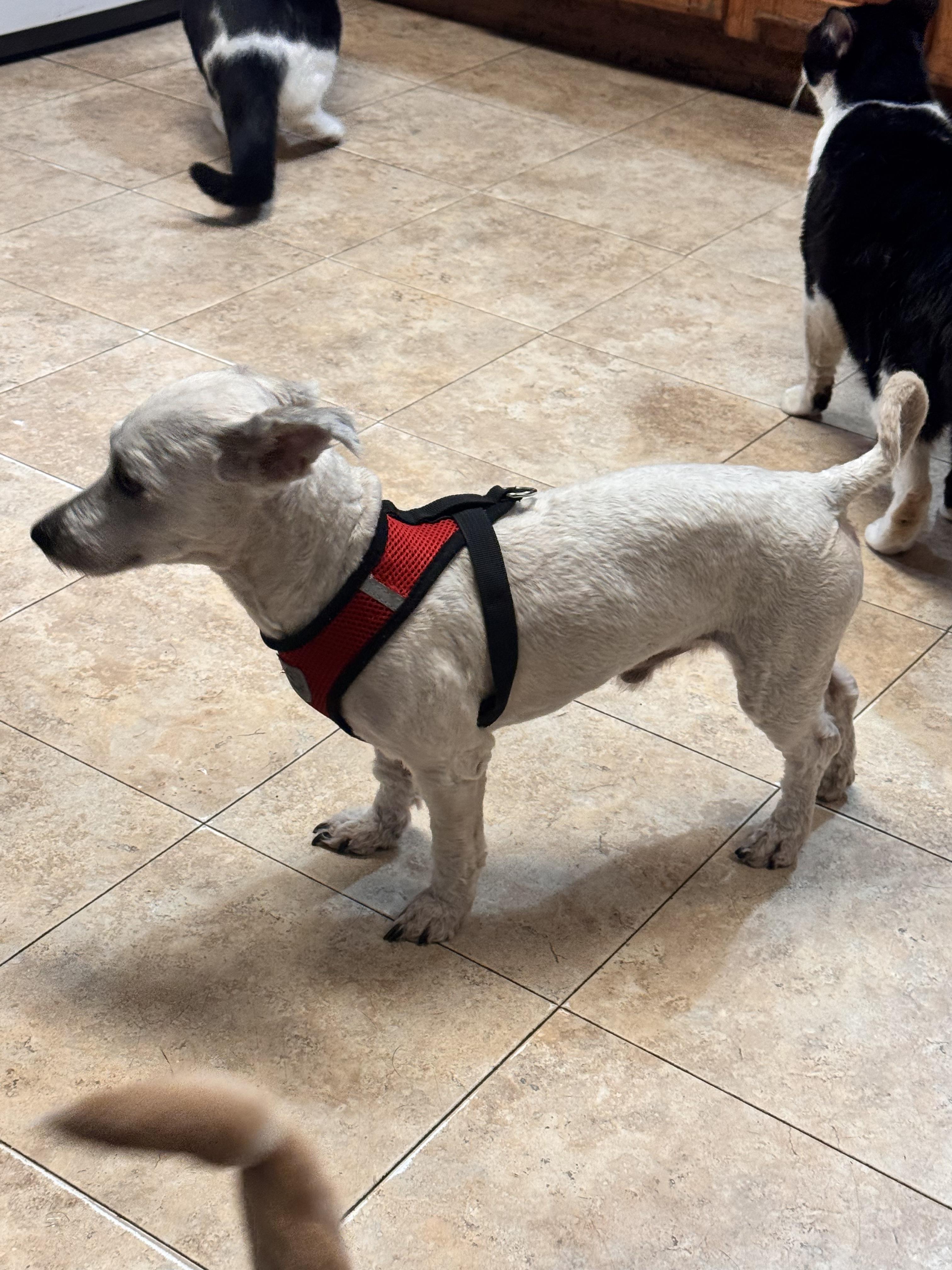 Romeo, an adoption pending mixed breed in Los Angeles, CA image 5/5