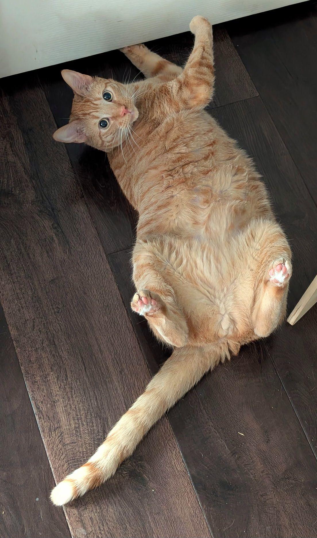 Enlarge Cheddar, a ADOPTABLE mixed breed in Melbourne, FL image 1/4