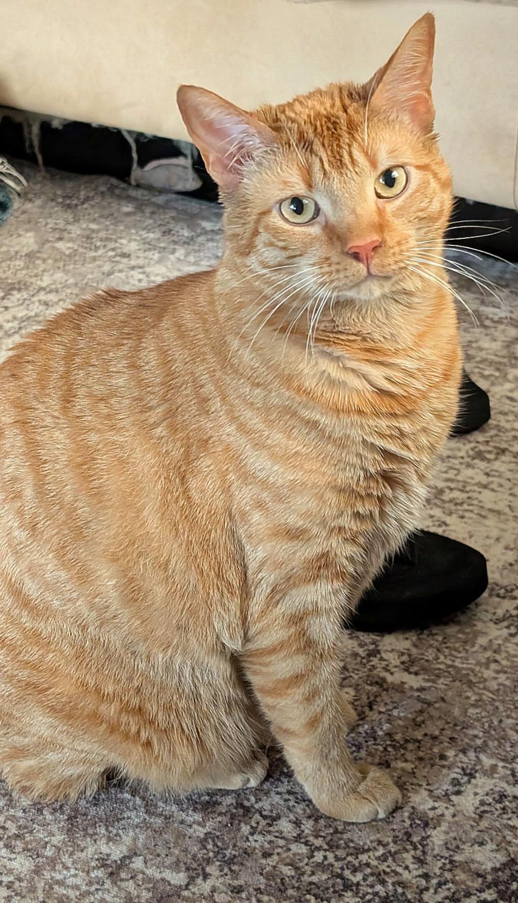 Enlarge Cheddar, a ADOPTABLE mixed breed in Melbourne, FL image 3/4