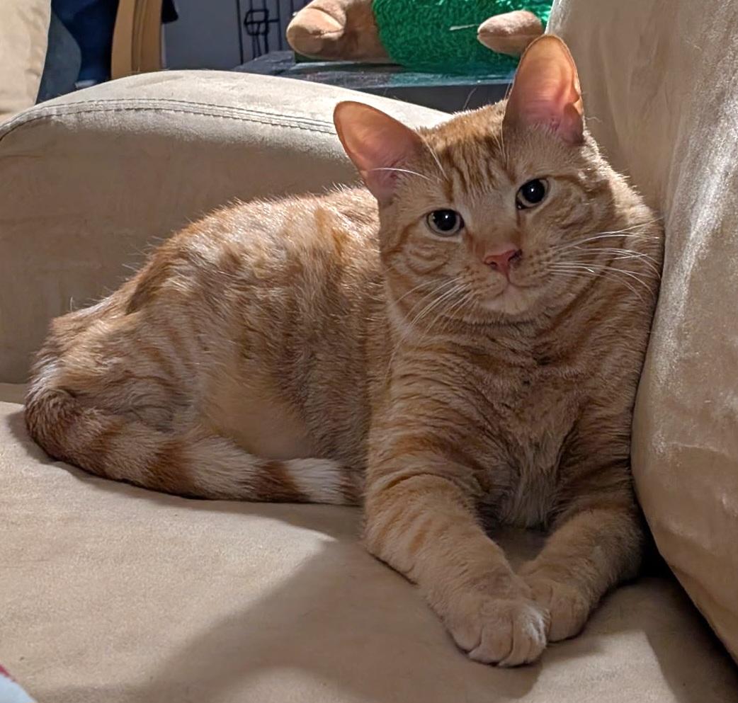 Enlarge Cheddar, a ADOPTABLE mixed breed in Melbourne, FL image 4/4