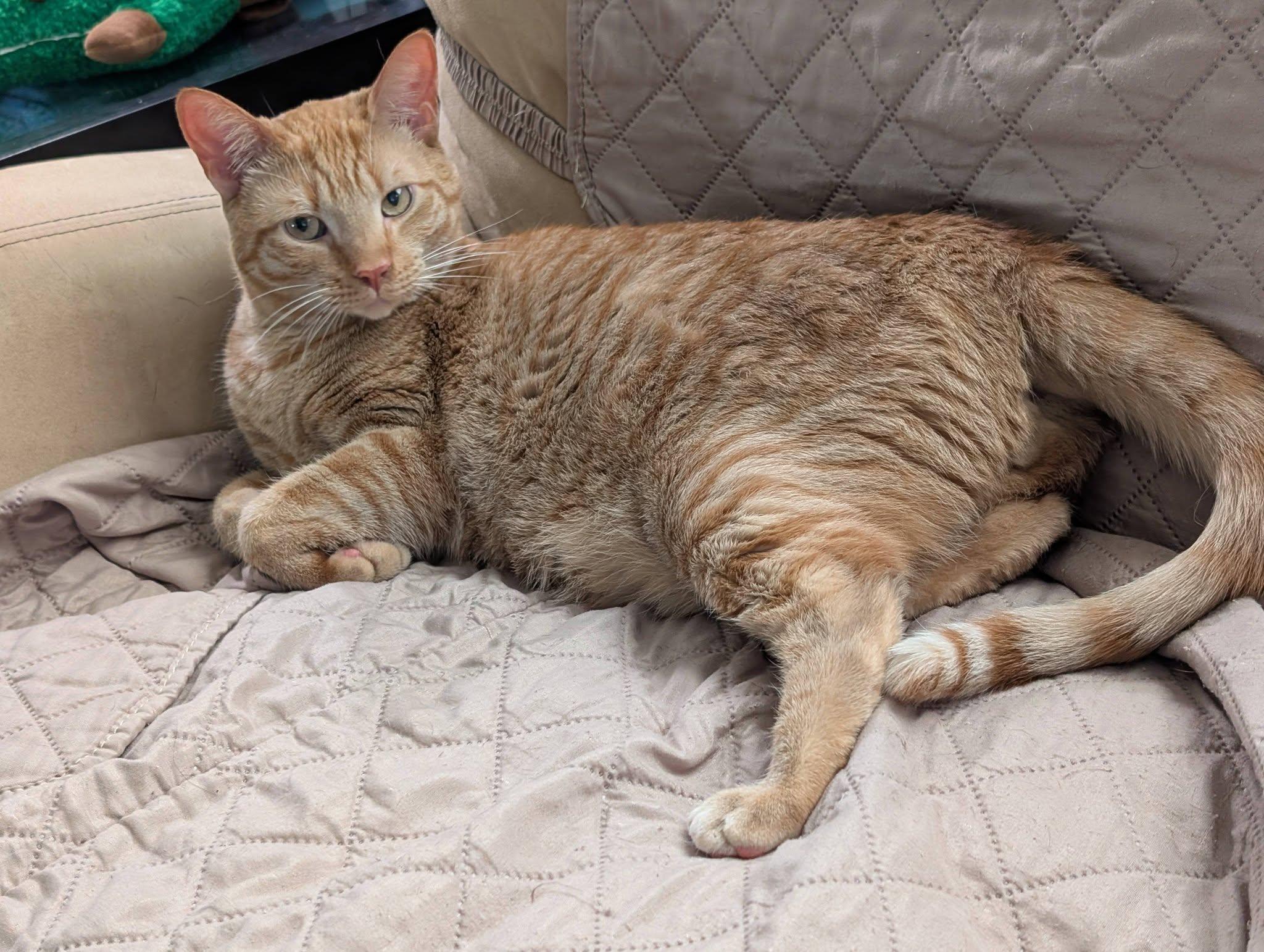 Cheddar, ADOPTABLE, Young Male Tabby & Domestic Short Hair.