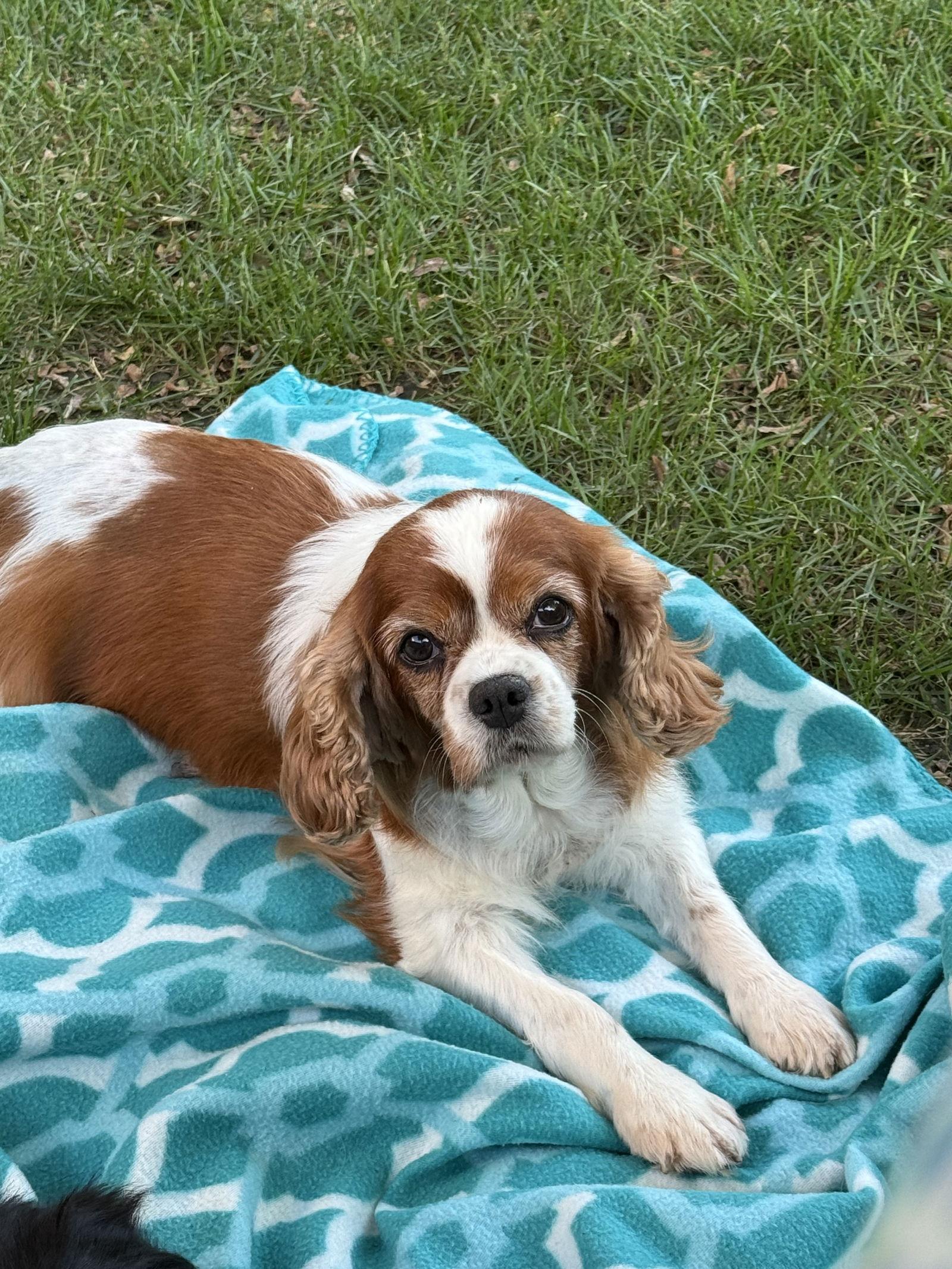 Josie, a Adoptable Cavalier King Charles Spaniel image 1/3
