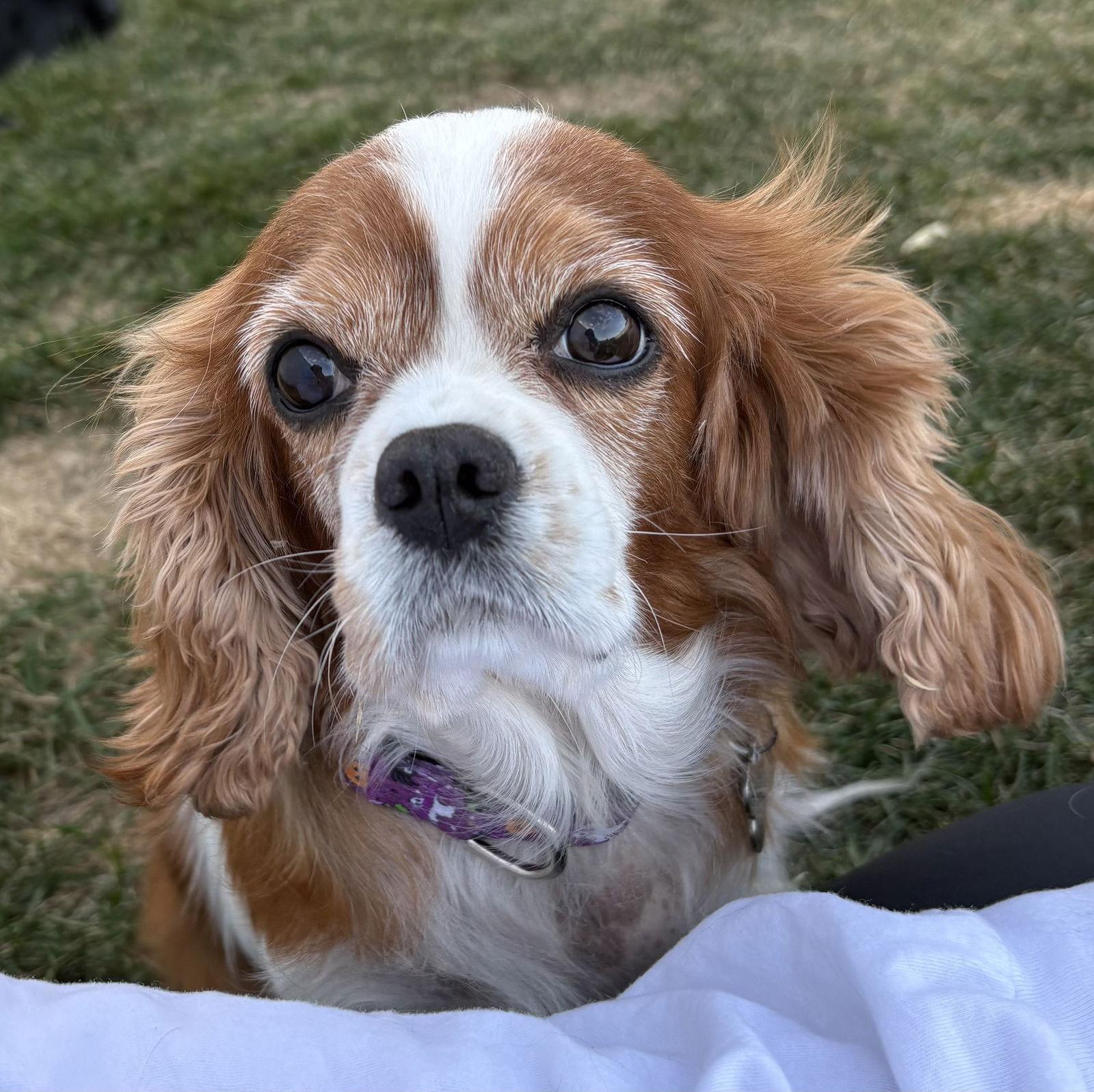 Enlarge Josie, a Adoptable Cavalier King Charles Spaniel in Brandon, SD image 1/3
