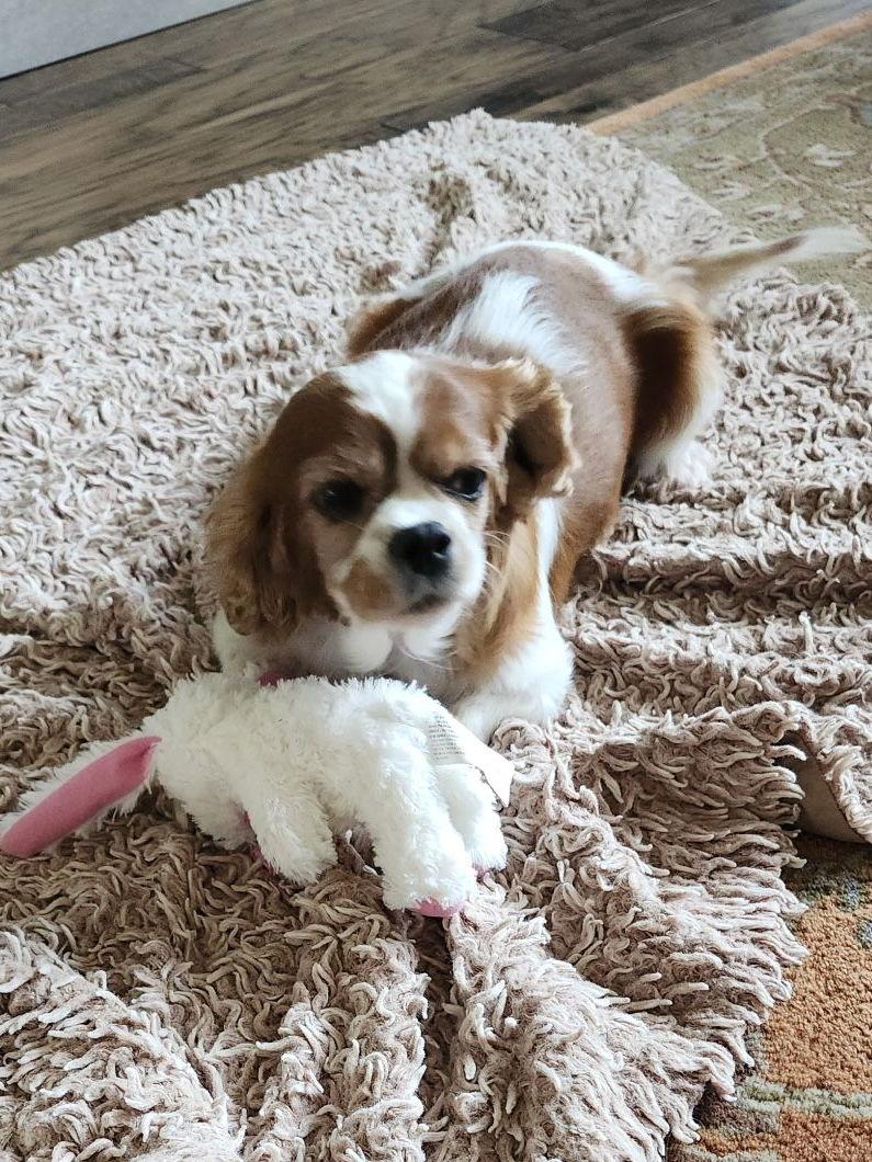Enlarge Josie, a Adoptable Cavalier King Charles Spaniel in Brandon, SD image 2/3
