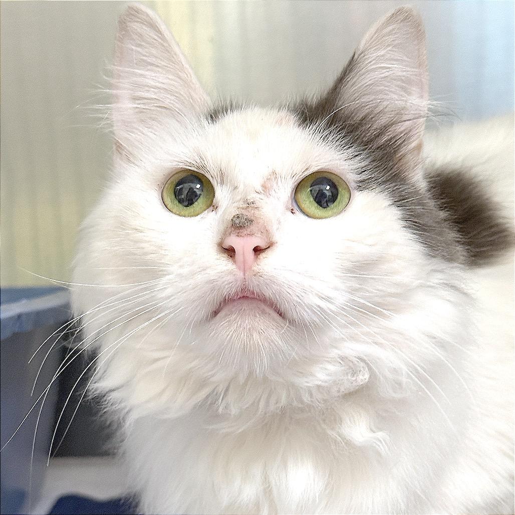 Opal, Adoptable, Adult Male Domestic Medium Hair.