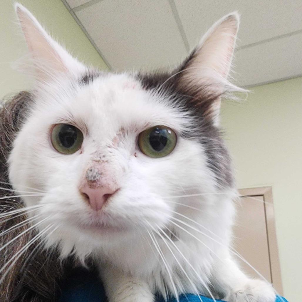 Enlarge Opal, a Adoptable Domestic Medium Hair in Perkiomenville, PA image 2/2