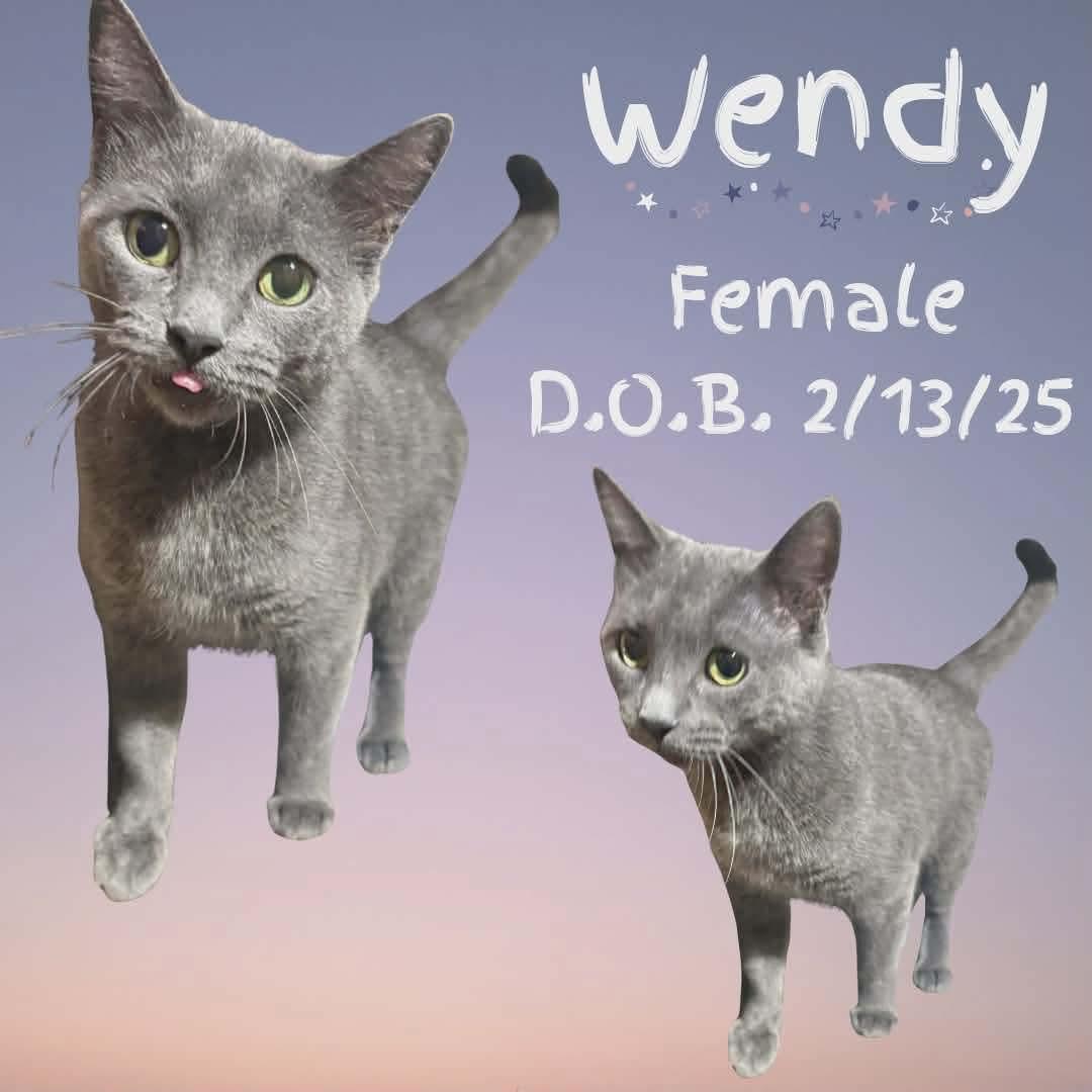 Enlarge Wendy, a Adoptable mixed breed in Coeur D Alene, ID image 1/1