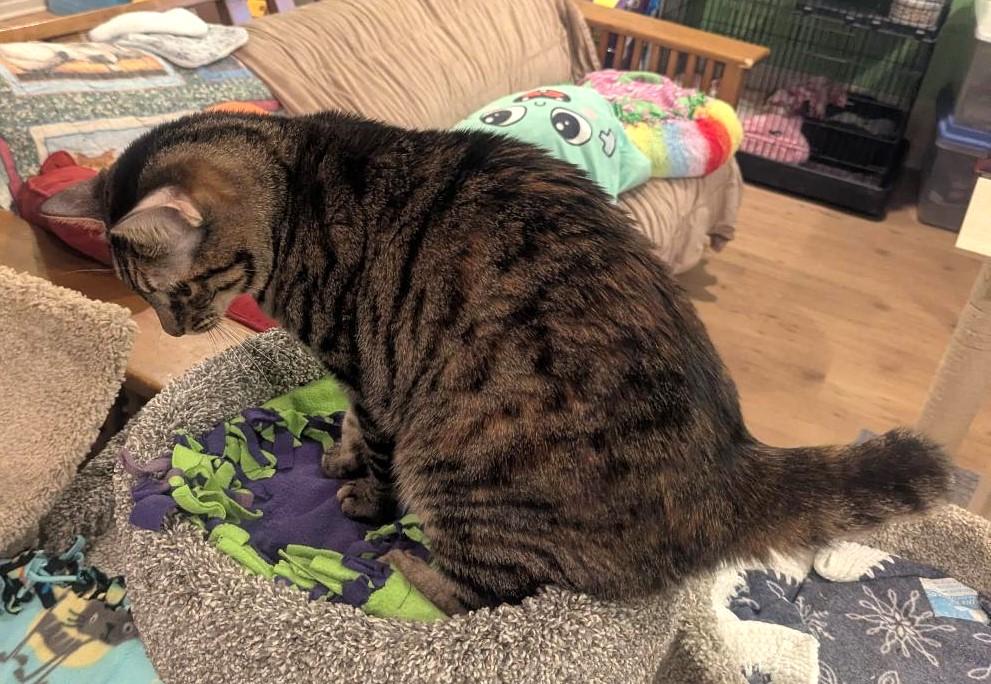 Enlarge OPHELIA - BEAUTIFULLY MARKED BOBTAIL BIG GIRL, a ADOPTABLE mixed breed in Plano, TX image 3/6
