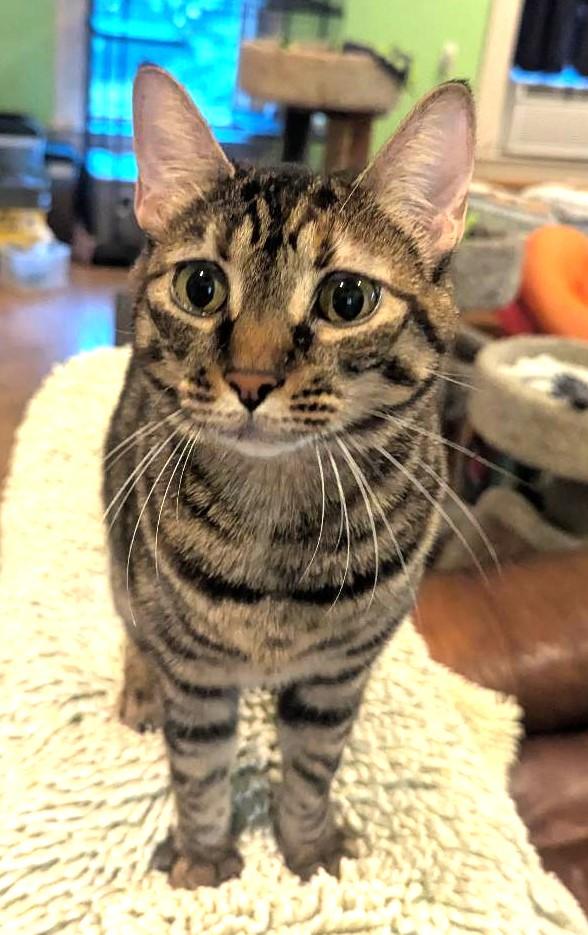Enlarge OPHELIA - BEAUTIFULLY MARKED BOBTAIL BIG GIRL, a ADOPTABLE mixed breed in Plano, TX image 6/6