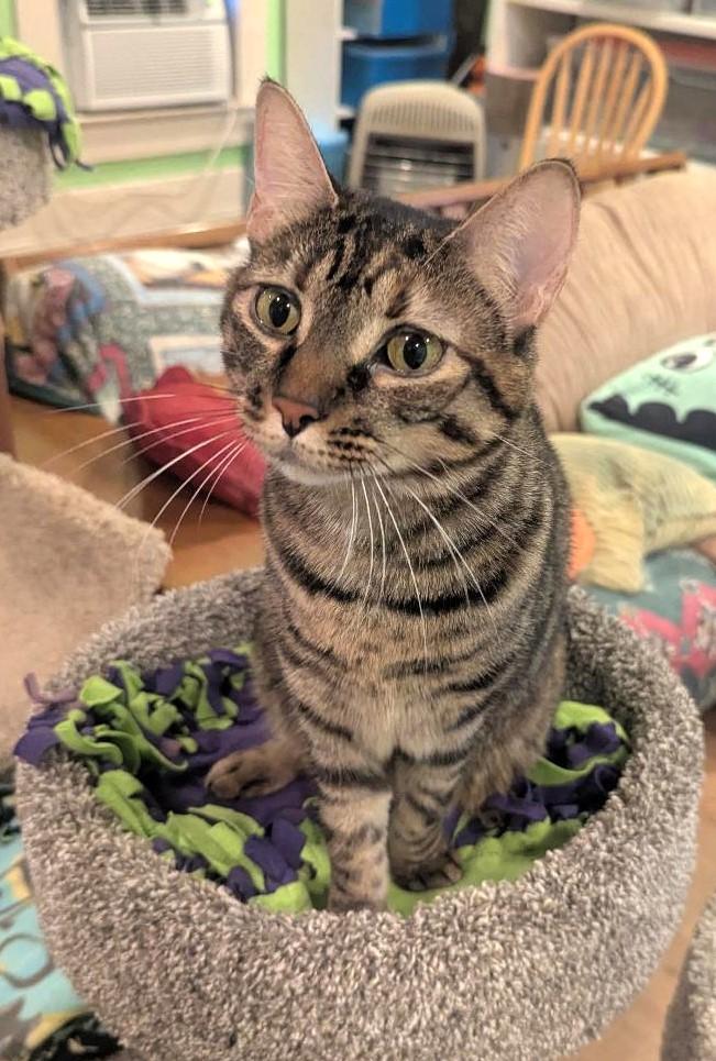Enlarge OPHELIA - BEAUTIFULLY MARKED BOBTAIL BIG GIRL, a ADOPTABLE mixed breed in Plano, TX image 2/6