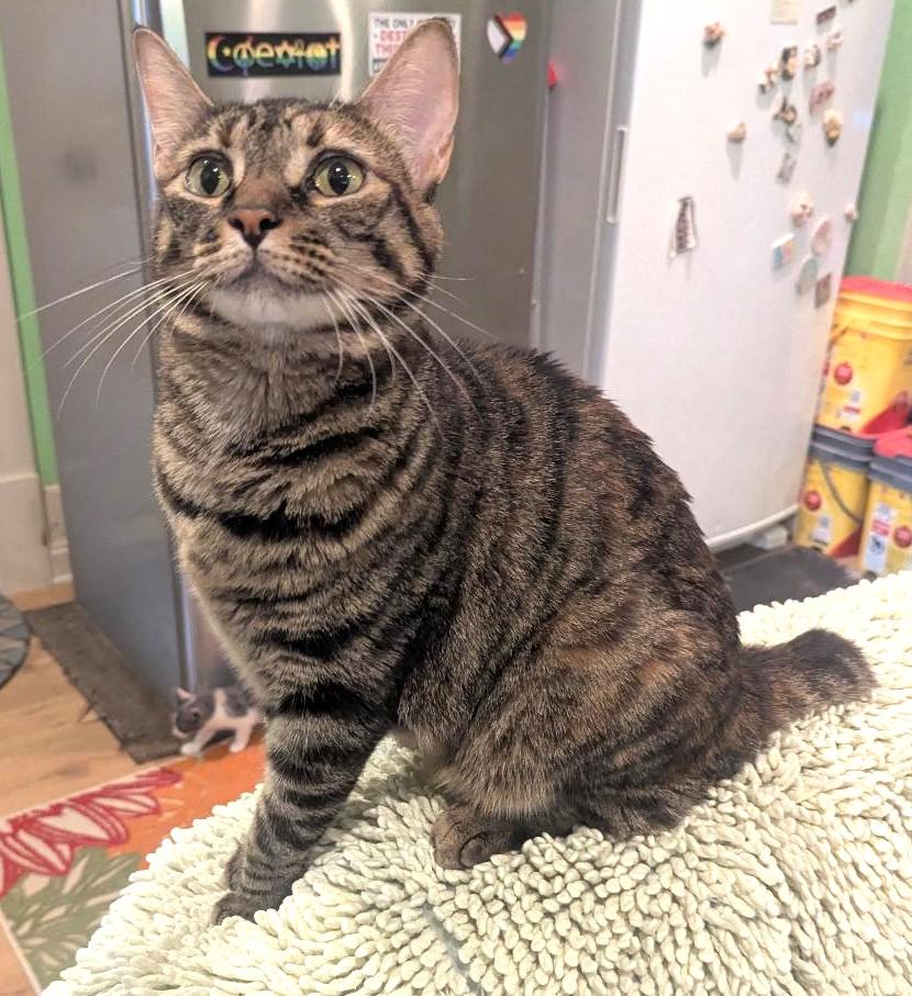 OPHELIA - BEAUTIFULLY MARKED BOBTAIL BIG GIRL, ADOPTABLE, Adult Female American Bobtail & Domestic Short Hair.