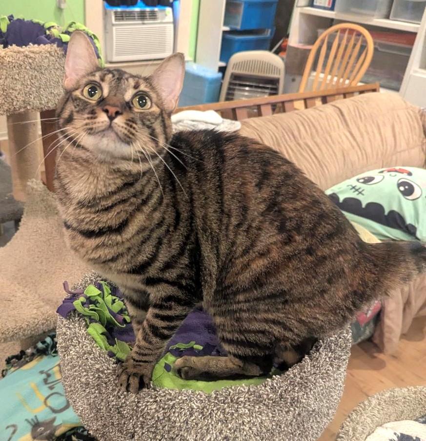 Enlarge OPHELIA - BEAUTIFULLY MARKED BOBTAIL BIG GIRL, a ADOPTABLE mixed breed in Plano, TX image 4/6