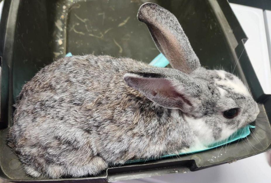 Enlarge Goose, a Adoptable mixed breed in Utica, NY image 2/2