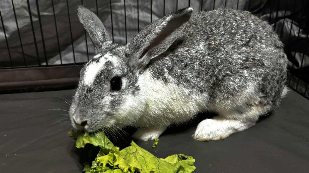 Goose, Adoptable, Adult Male Bunny Rabbit.