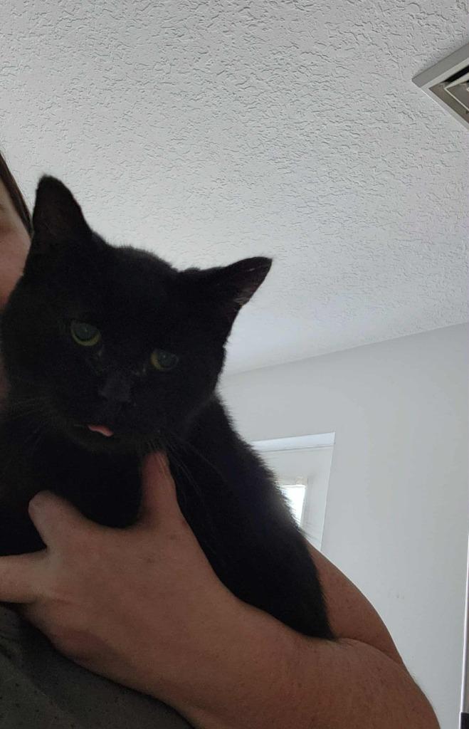 Lissa, Adoptable, Young Female Domestic Short Hair.