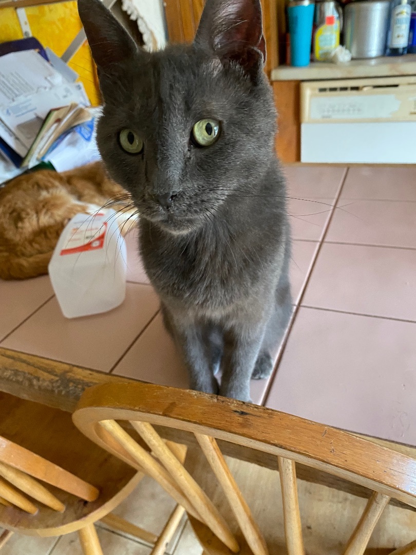 Durango- intelligent social , Senior Male Russian Blue