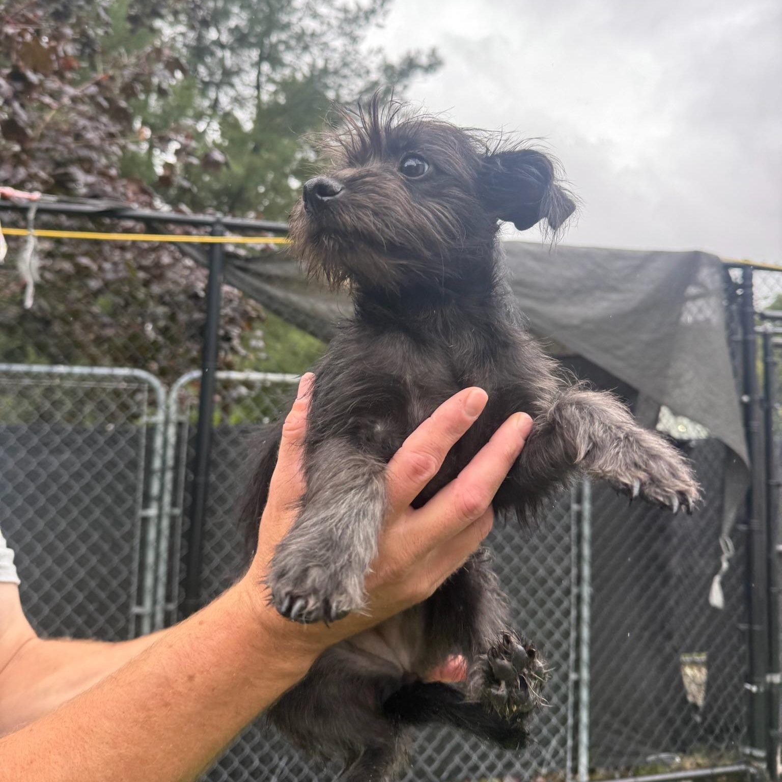 Enlarge Jondi, a Adopted Mixed Breed in Groton, CT image 5/6