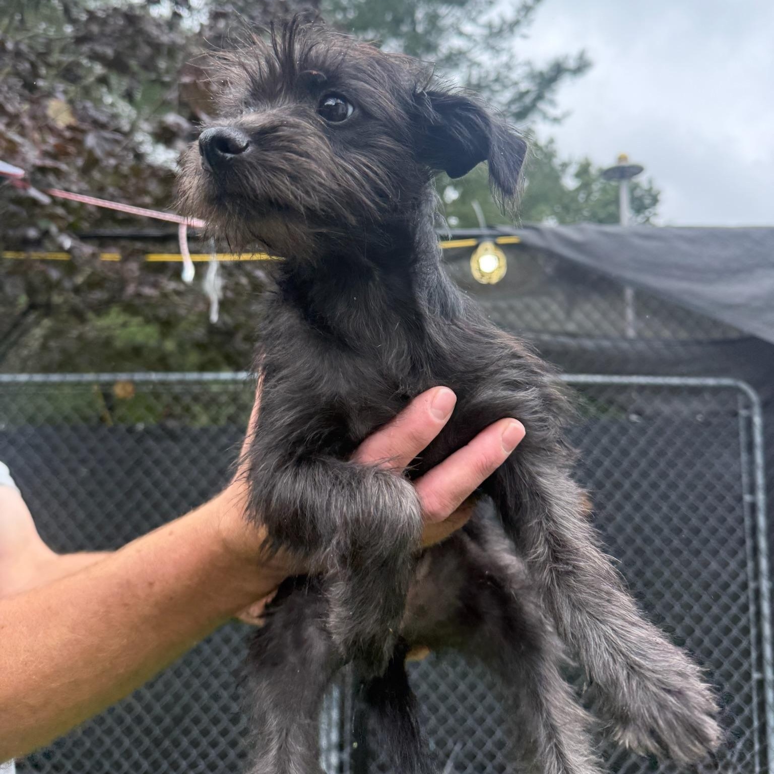 Enlarge Jondi, a Adopted Mixed Breed in Groton, CT image 3/6