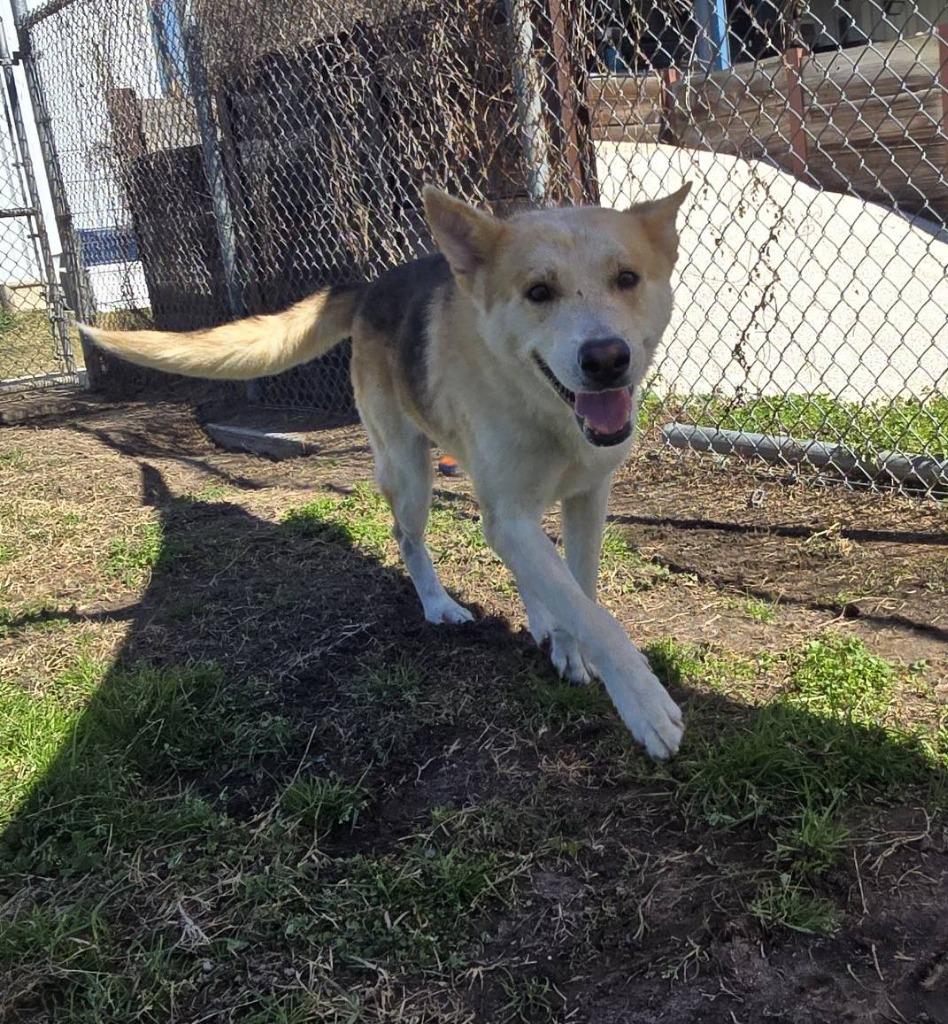 Enlarge Arlo, a Adoptable German Shepherd Dog in Humble, TX image 1/1