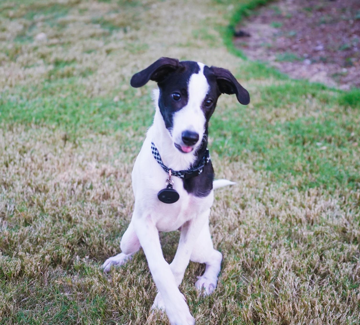 Enlarge Claire, an adopted mixed breed in Austin, TX image 2/4