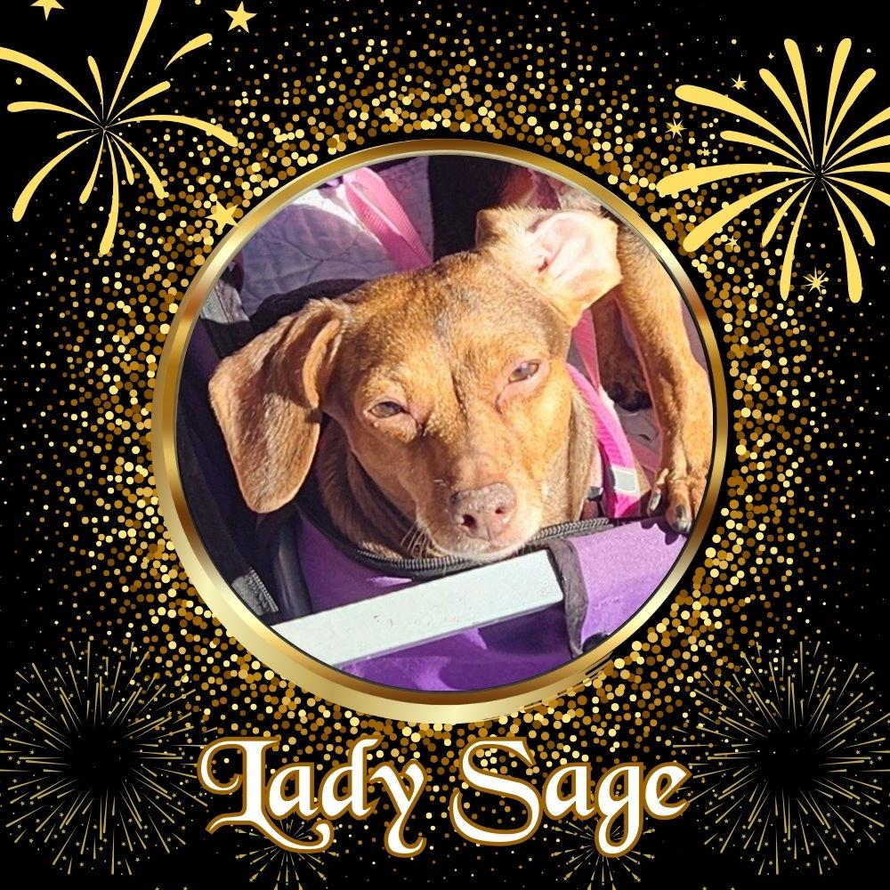 Lady Sage, a Adopted Dachshund in San Antonio, TX image 1/3