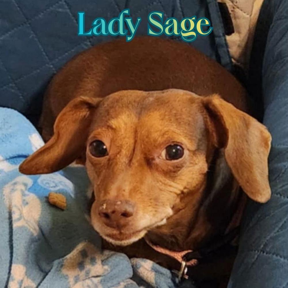Lady Sage, a Adopted Dachshund in San Antonio, TX image 3/3