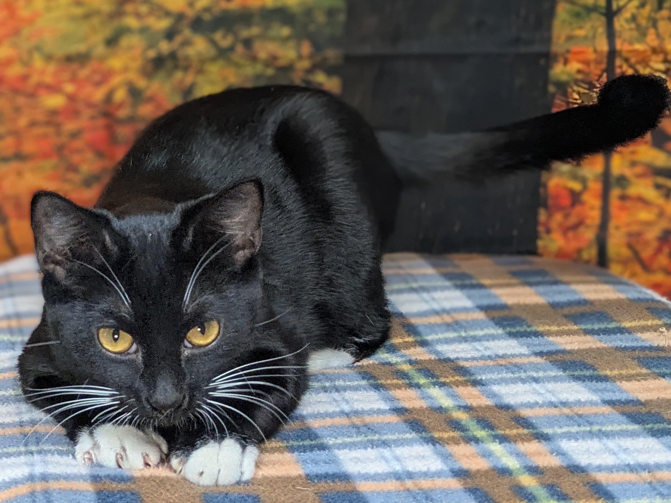 Corn Chip SHY CAT SPECIAL $20, an adoptable Tuxedo, Domestic Short Hair in Republic, WA, 99166 | Photo Image 2