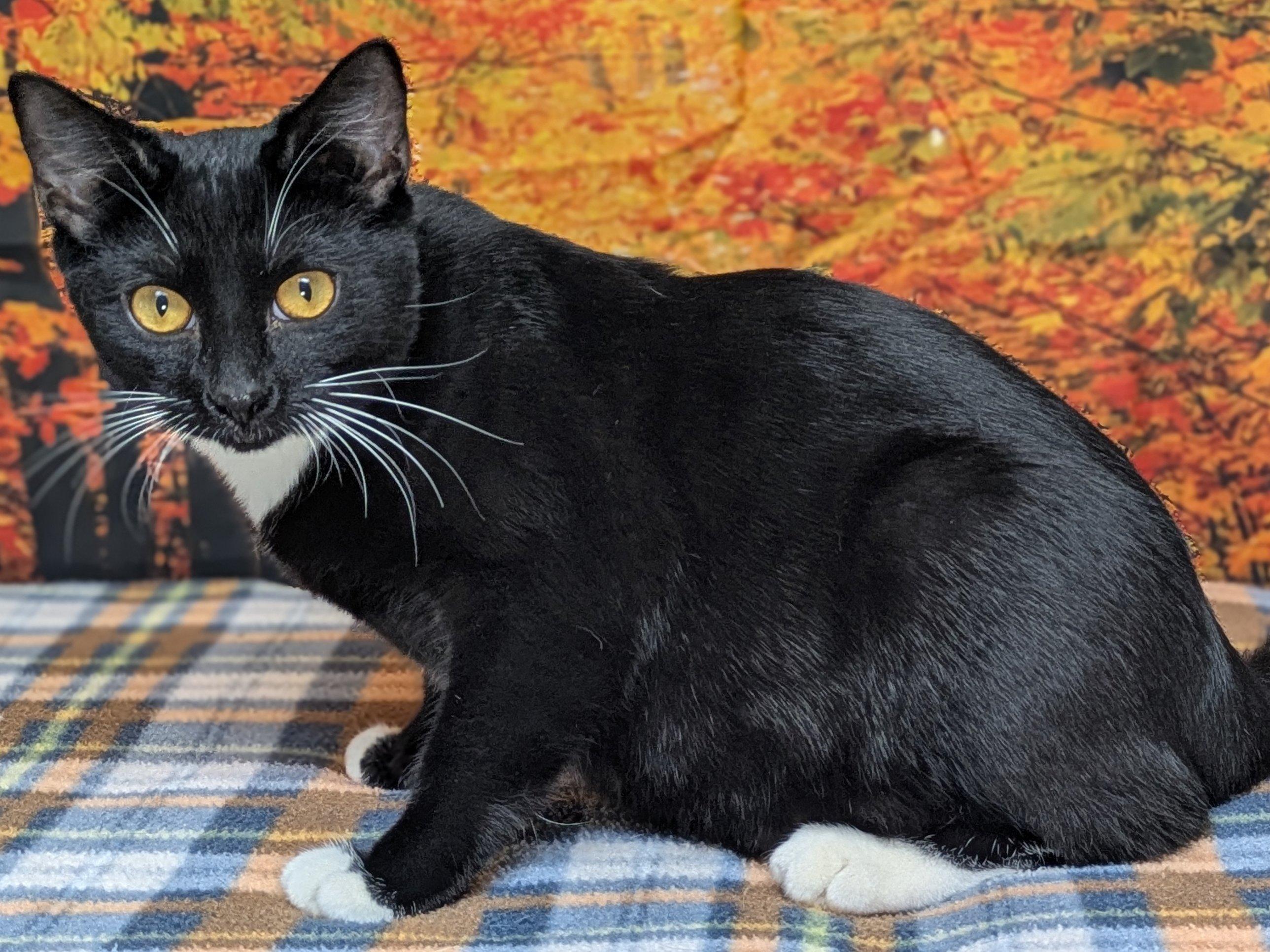 Corn Chip SHY CAT SPECIAL $20, an adoptable Tuxedo, Domestic Short Hair in Republic, WA, 99166 | Photo Image 4