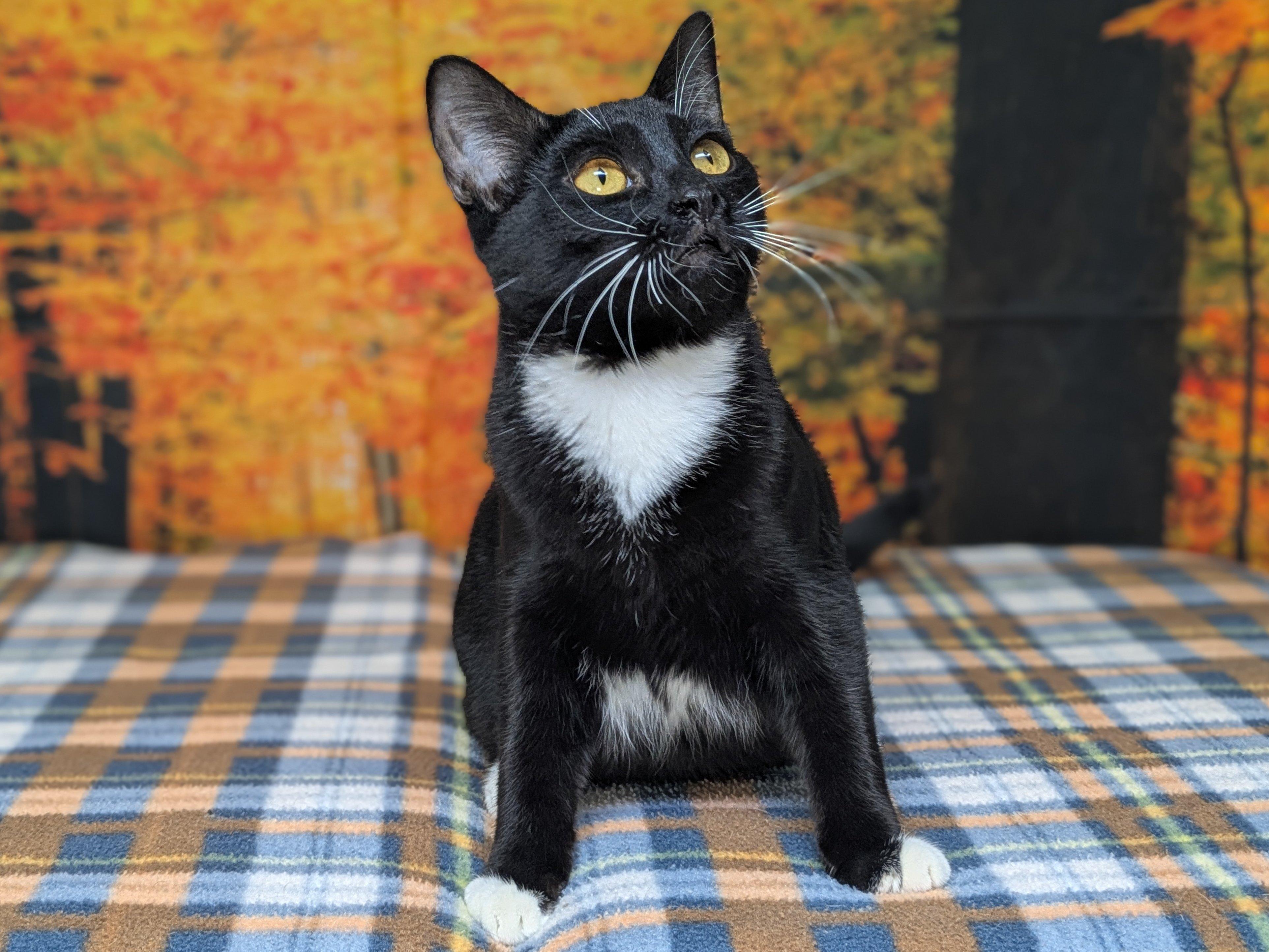 Corn Chip SHY CAT SPECIAL $20, an adoptable Tuxedo, Domestic Short Hair in Republic, WA, 99166 | Photo Image 5