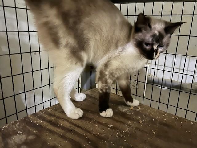 Enlarge Lydia, an adopted mixed breed in Wytheville, VA image 1/3