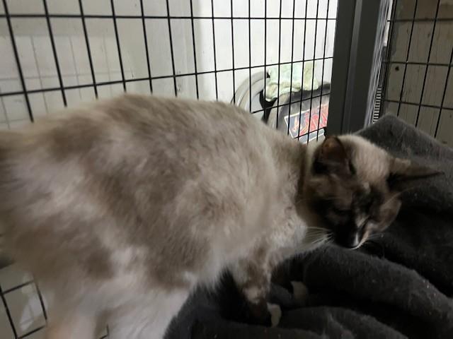 Enlarge Lydia, an adopted mixed breed in Wytheville, VA image 3/3