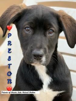 Preston, ADOPTABLE, Puppy Male Labrador Retriever & Shepherd.