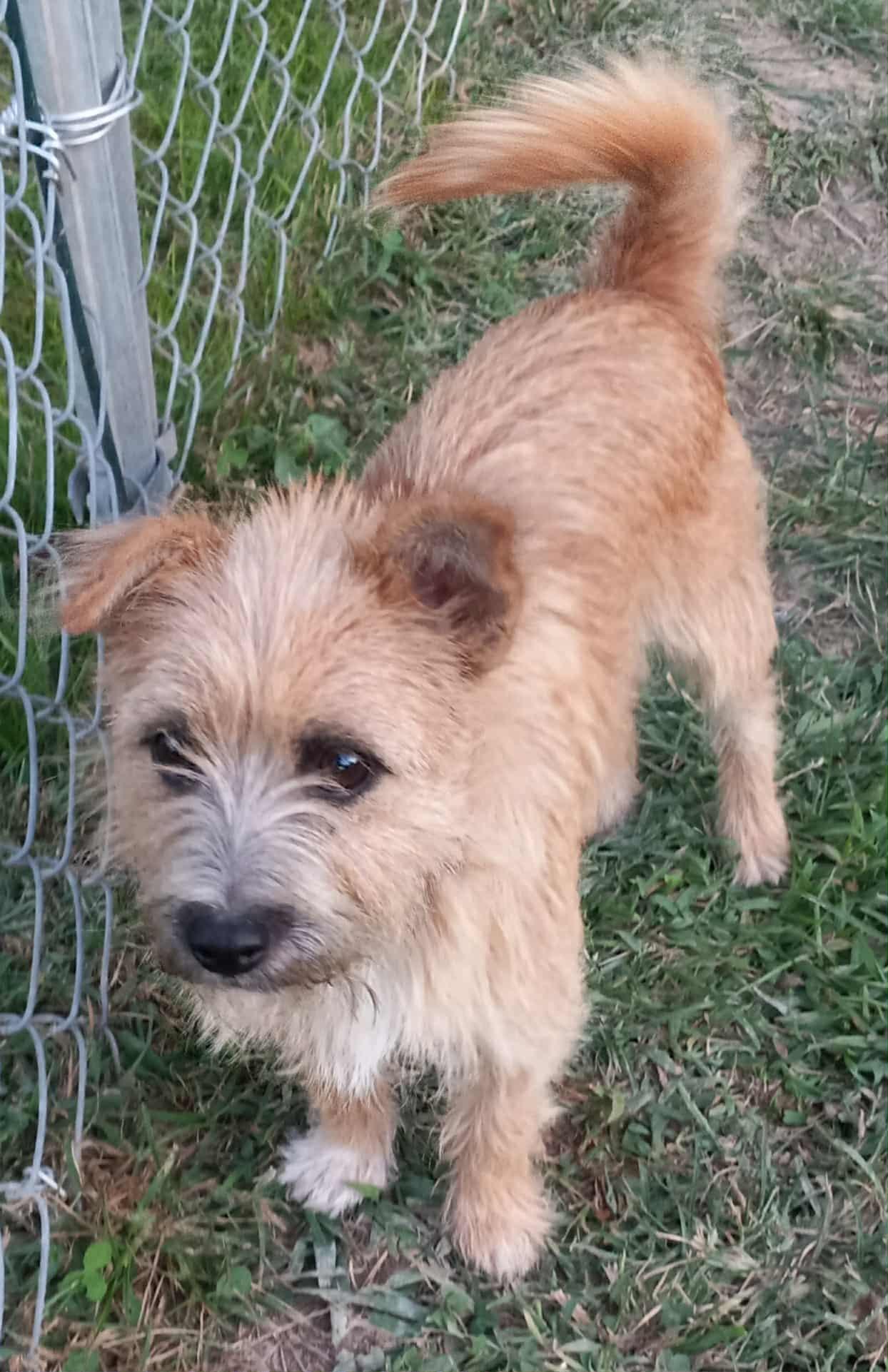 Tadpole in Kentucky, a Adopted mixed breed in Albany, KY image 1/4