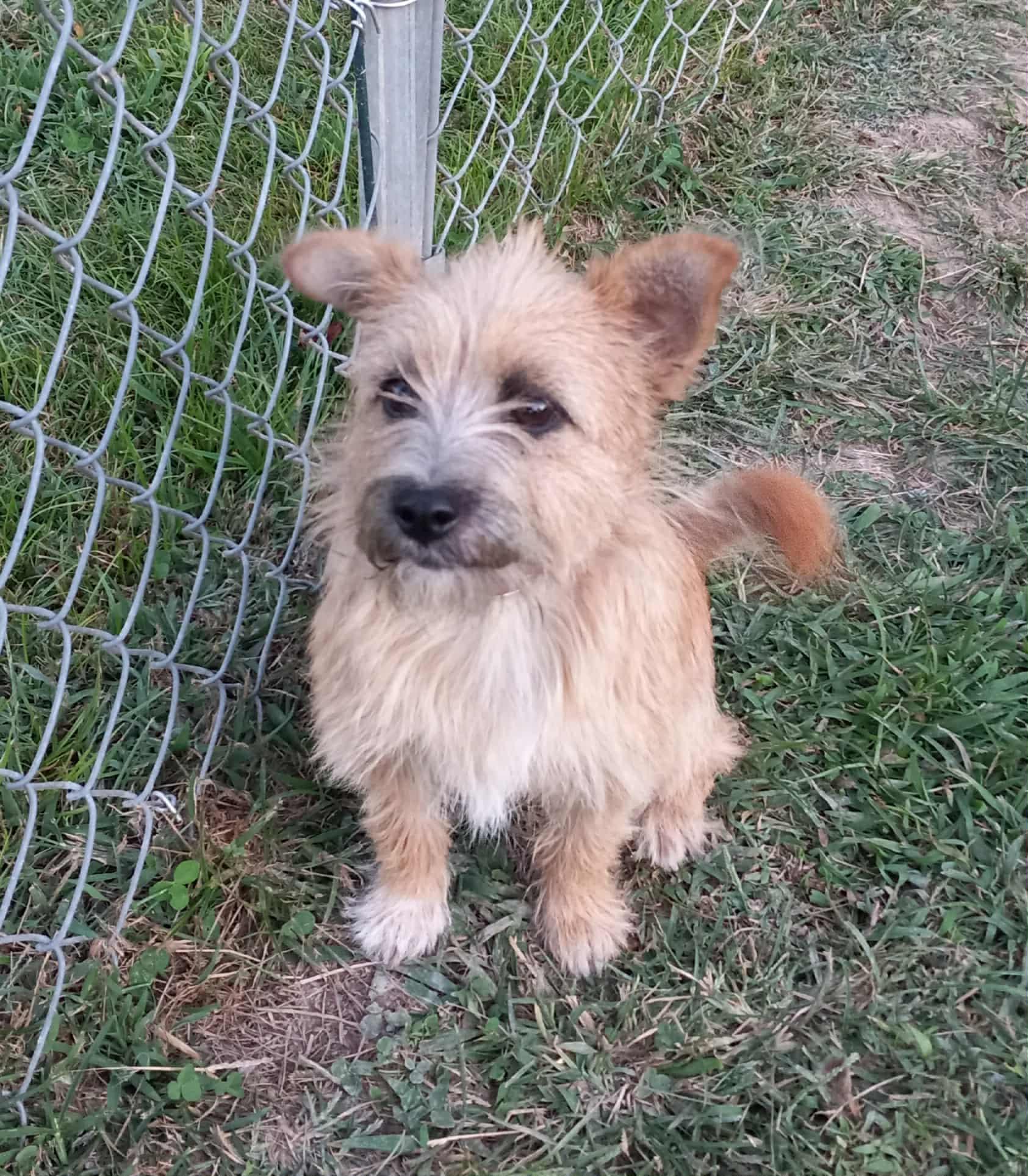Tadpole in Kentucky, a Adopted mixed breed in Albany, KY image 2/4