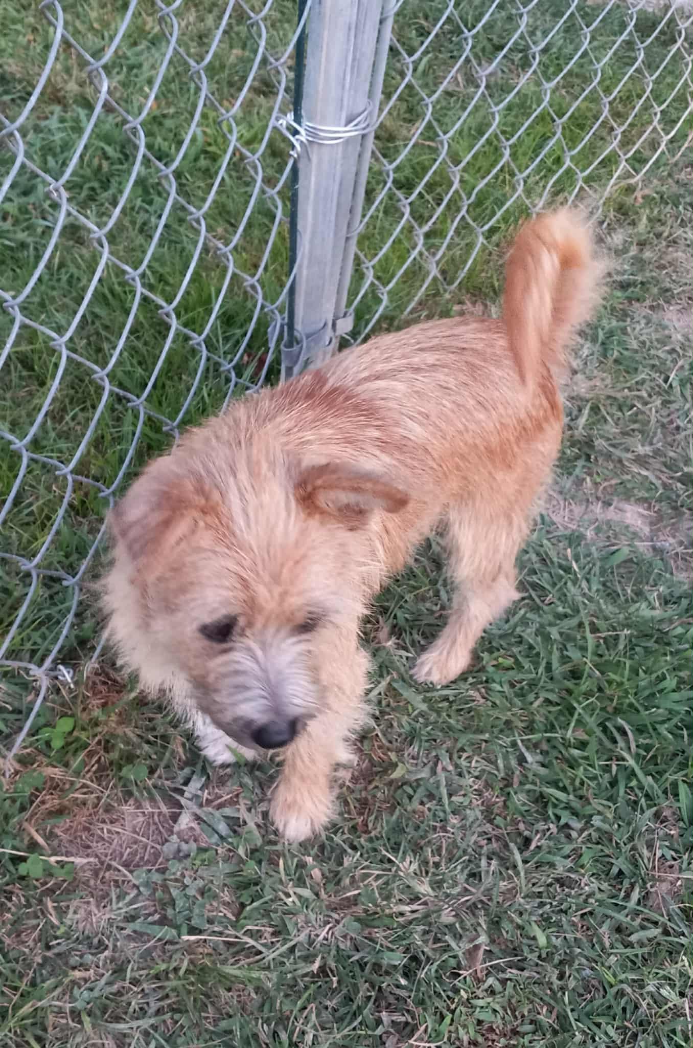 Tadpole in Kentucky, a Adopted mixed breed in Albany, KY image 3/4