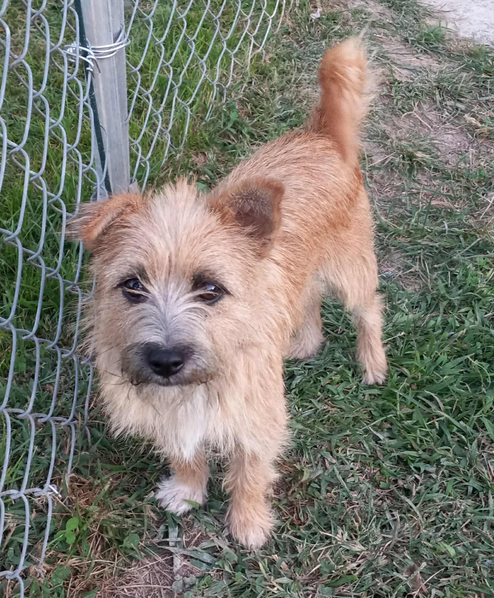 Tadpole in Kentucky, Adopted, Adult Male Cairn Terrier.