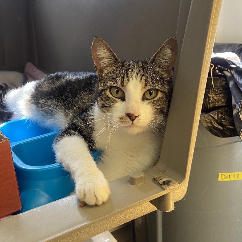 Jamie, a Adoptable Domestic Short Hair in Spokane, WA image 1/2