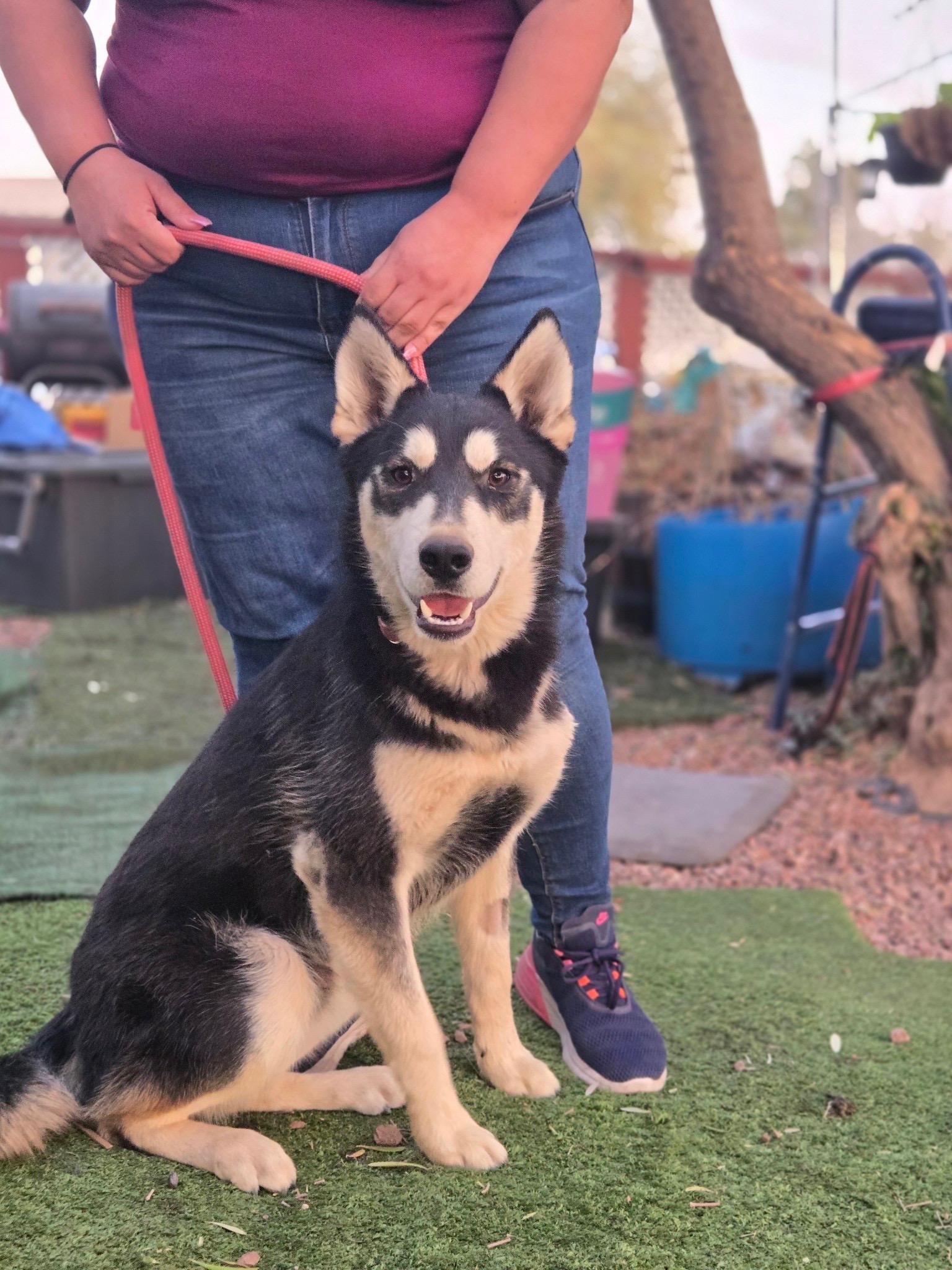 Marshall, Adoptable, Young Male Shepherd & Husky.