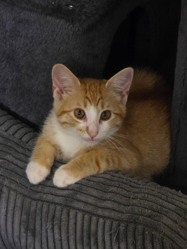 Biscuit, Adoptable, Kitten Male Domestic Short Hair.