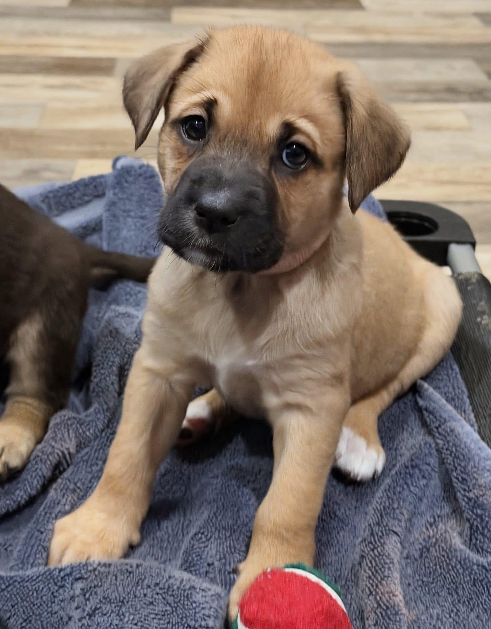 Pixie the lab mix puppy! - Adoptable Pet | Petfinder | Petfinder