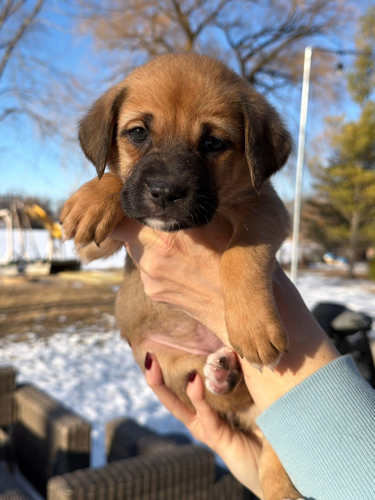 Pixie the lab mix puppy! - Adopted | Petfinder